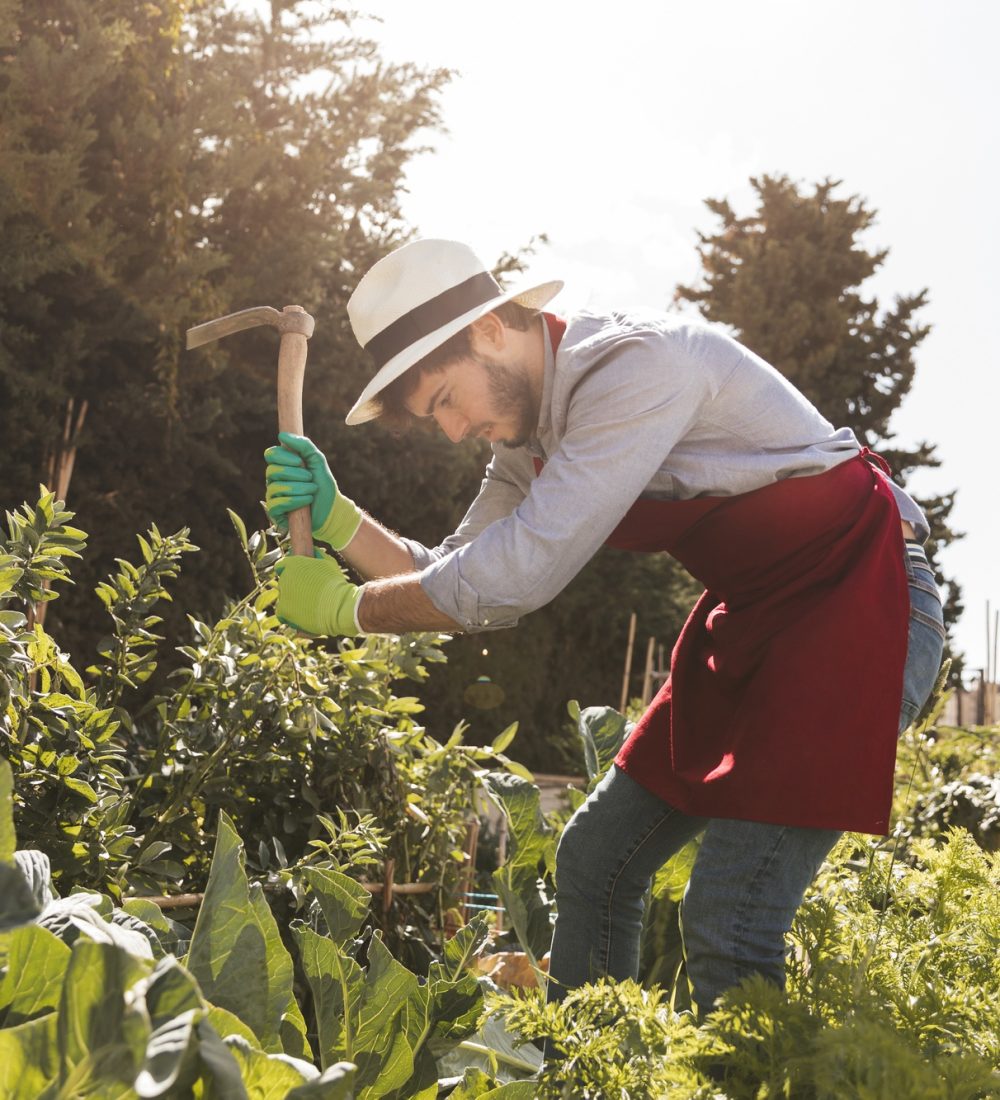 male-gardener-digging-soil-with-hoe-garden male-gardener-digging-soil-with-hoe-garden